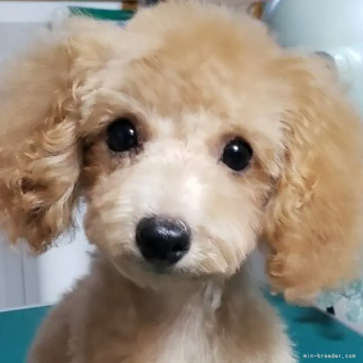ID:2308-01640の子犬