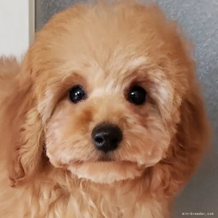 ID:2301-02178の子犬