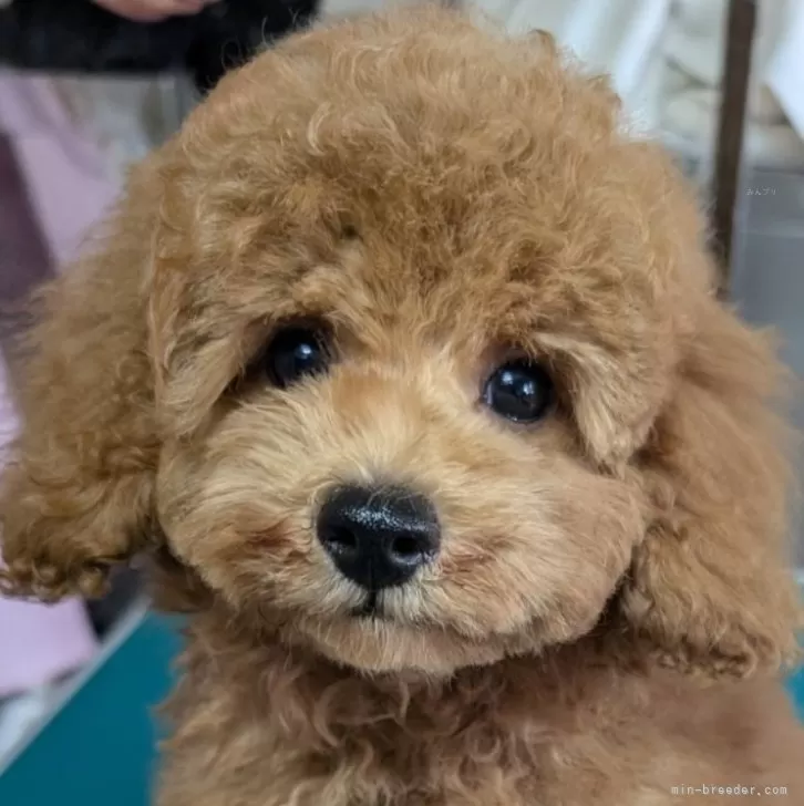 ID：2409-06662の子犬