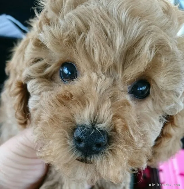 練馬区 様のお迎えした子犬