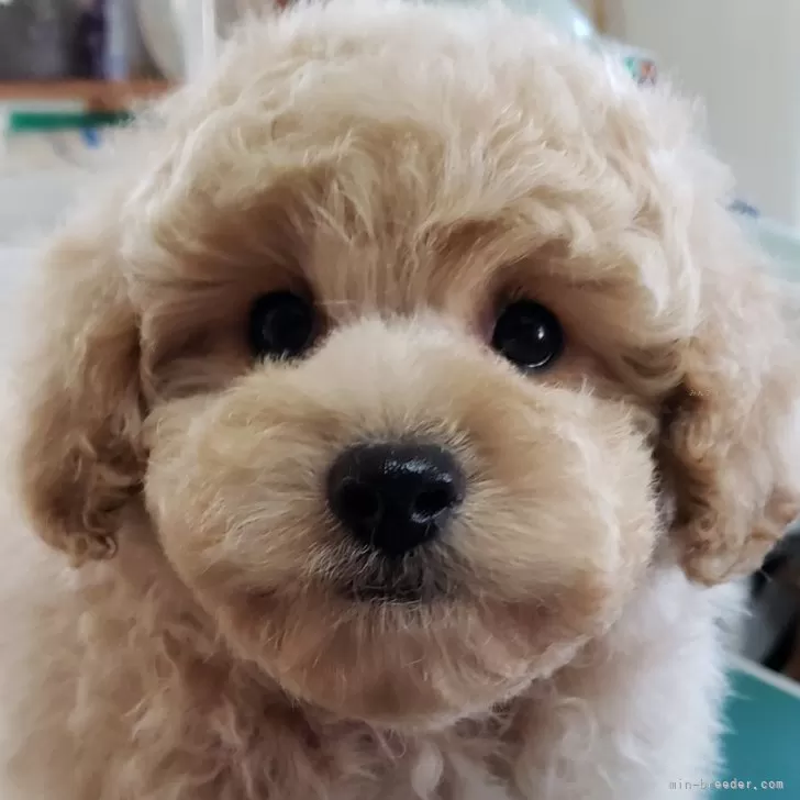 A.U 様のお迎えした子犬