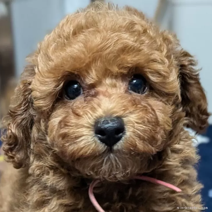 ID:2406-05989の子犬