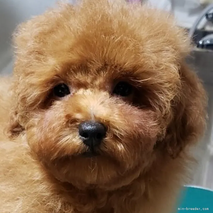 N.K 様のお迎えした子犬