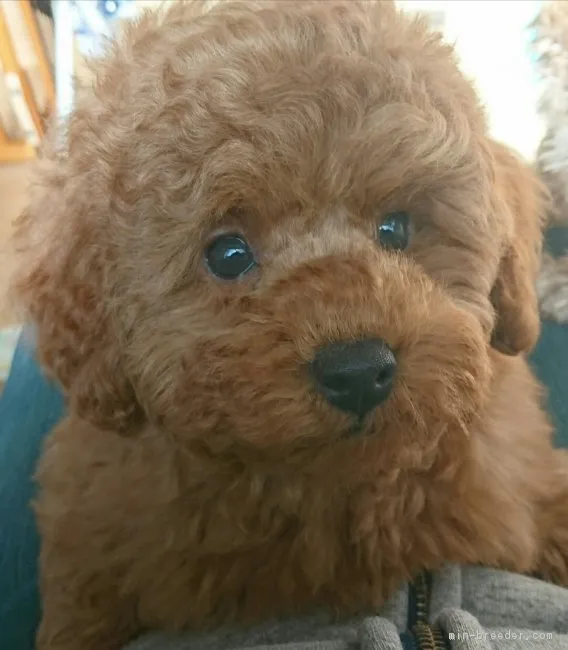 ID:1812-00667の子犬