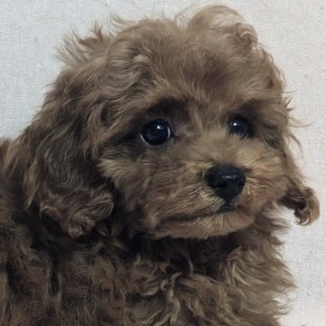トイプードル(タイニー)【埼玉県・男の子・2024年5月9日・レッド】の写真「イケメン可愛いお顔の男の子🎗」