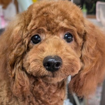 トイプードル(トイ)【埼玉県・女の子・2024年4月29日・レッド】の写真「ぐんぐん成長中★大きい女の子のでかこちゃん（笑）」