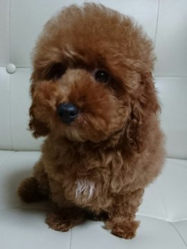 トイプードル(トイ)【埼玉県・男の子・2018年4月4日・アプリコット】の写真「いつでもしっぽが高速ぶんぶん🐝くん」
