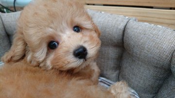 トイプードル(トイ)【埼玉県・男の子・2016年8月3日・アプリコット】の写真「甘えん坊だけど遊ぶときは元気いっぱい」