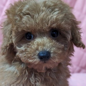 トイプードル(タイニー)【埼玉県・女の子・2024年1月24日・アプリコット】の写真「可愛いお顔の女の子(*^^*)♬」