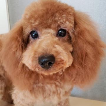 トイプードル(タイニー)【埼玉県・男の子・2022年8月3日・アプリコット】の写真「すぐにお散歩🆗やんちゃ元気くん🎶」
