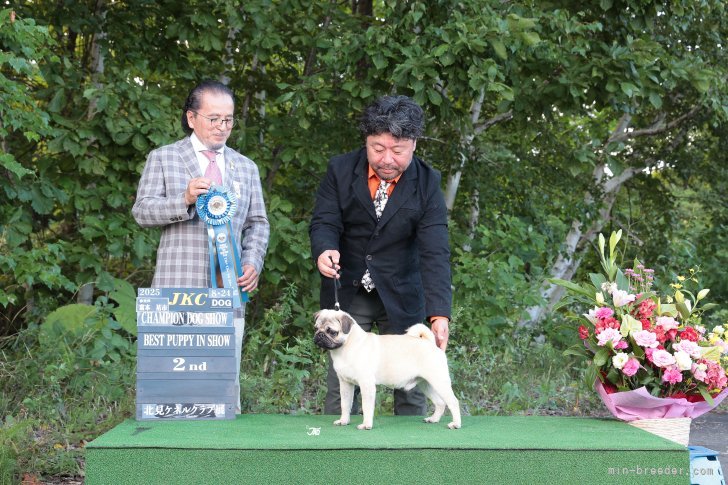 甲斐　健太郎(かい　けんたろう)ブリーダー(大分県・パグ・JKC登録)の紹介写真4