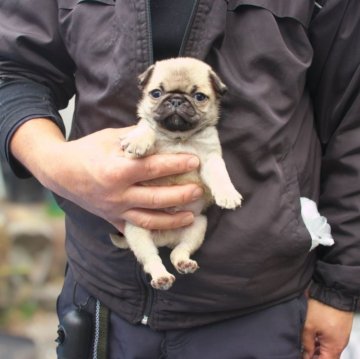 パグ【大分県・男の子・2025年1月20日・フォーン】の写真「【チャンピオンっ子！】白系コンパクトかわいい男子！」