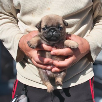 パグ【大分県・男の子・2025年1月23日・フォーン】の写真「【チャンピオンっ子】ミニサイズの抜群にカワイイ顔！」