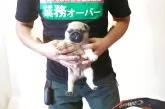 パグ【大分県・男の子・2025年5月23日・フォーン】の写真2