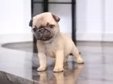 パグ【大分県・男の子・2025年1月20日・フォーン】の写真5