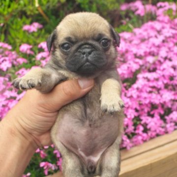 パグ【大分県・女の子・2023年3月20日・フォーン】の写真「【パグ専門】超良血で顔が抜群にカワイイ子ですヽ(=」