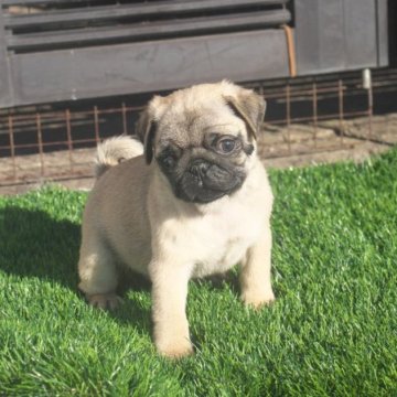 パグ【大分県・男の子・2023年8月5日・フォーン】の写真「【チャンピオン直子！】ムチムチボディとカワイイ顔が」