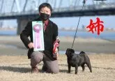 パグ【大分県・男の子・2023年3月19日・フォーン】の写真4