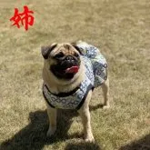 パグ【大分県・男の子・2023年3月19日・フォーン】の写真5