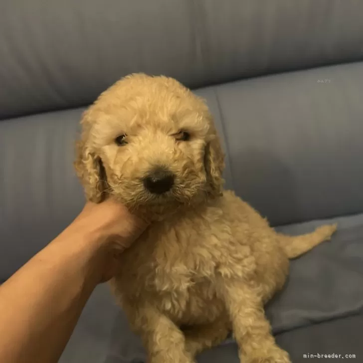 ka 様のお迎えした子犬