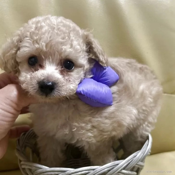 ID:2507-08169の子犬
