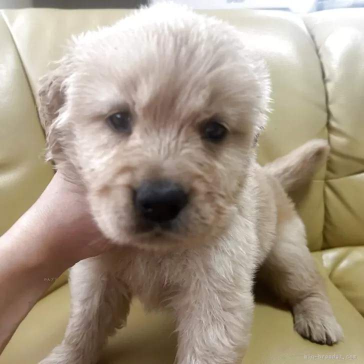 ID:2506-05749の子犬