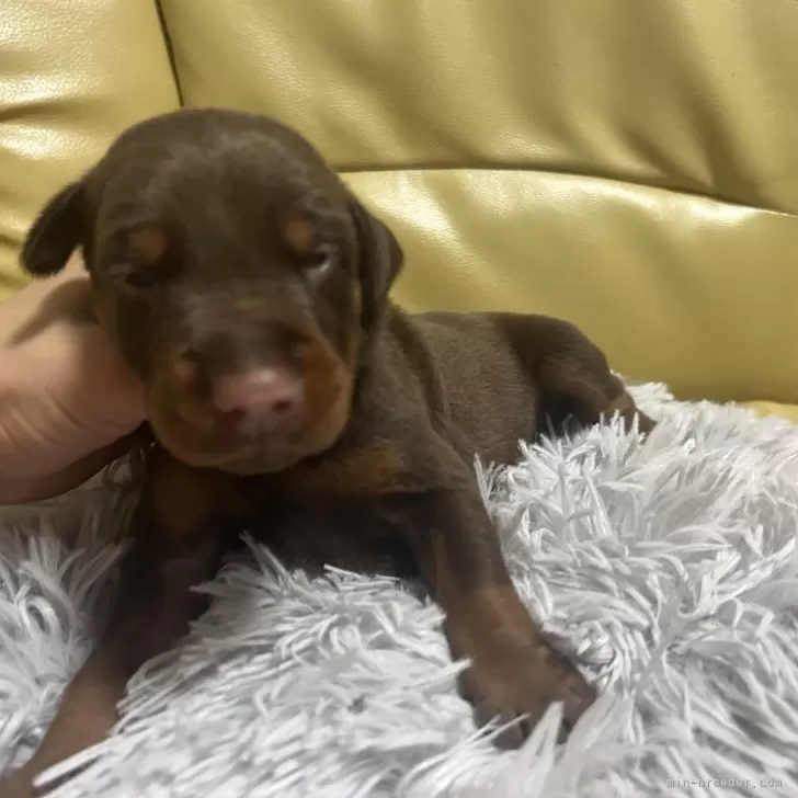 ID:2509-06275の子犬