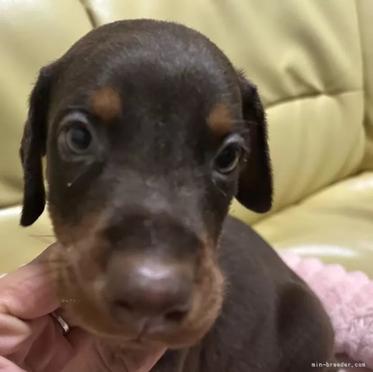 ID：2509-06275の子犬