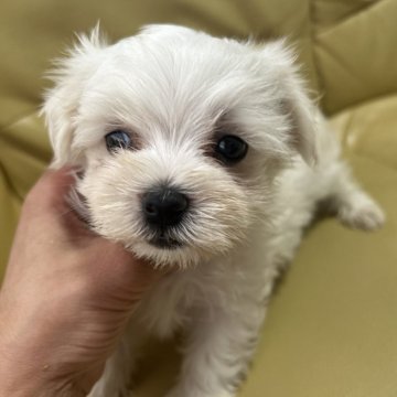 マルチーズ【新潟県・男の子・2025年8月10日・ホワイト】の写真「総額18万」