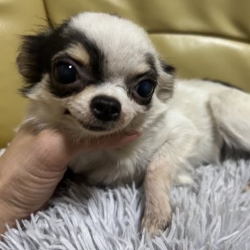 チワワ(ロング)【新潟県・女の子・2025年5月10日・ホワイトブラックタン】の写真「小さな女の子　里親扱い」