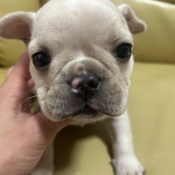 フレンチブルドッグ【新潟県・女の子・2025年9月4日・クリーム】の写真「むちむちで可愛い」