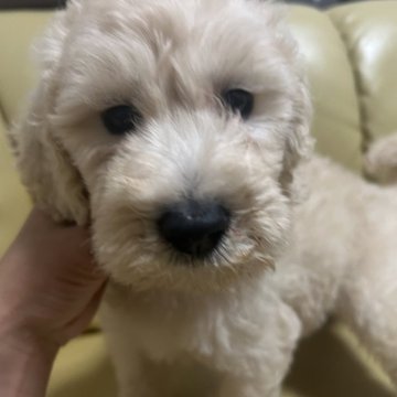 ゴールデンドゥードル(ゴールデンレトリバー×プードル)【新潟県・男の子・2025年7月8日・クリーム】の写真「ふわふわです♪」