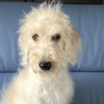 【新潟県・女の子・2025年6月30日・クリーム】の写真「総額15万」