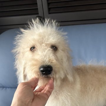 ラブラドゥードル(プードル×ラブラドールレトリバー)【新潟県・女の子・2025年6月30日・クリーム】の写真「総額14万」