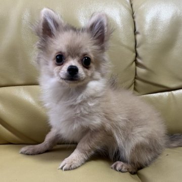 ポメチワ(ポメラニアン×チワワ)【新潟県・女の子・2025年6月24日・セーブル】の写真「小さなふわふわ女の子🎀」