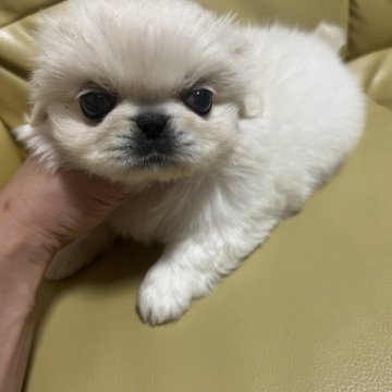 ペキニーズ【新潟県・女の子・2025年9月23日・ホワイト】の写真「人気のホワイト」