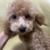 トイプードル(タイニー)