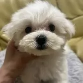 マルチーズ【新潟県・男の子・2025年8月10日・ホワイト】の写真1