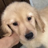 ゴールデンレトリバー