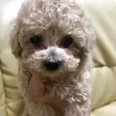 ティーカッププードル