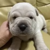 ミックス(シャーペイ×ミックス)【新潟県・男の子・2025年9月12日・ホワイト】の写真1