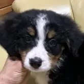 バーニーズ・マウンテン・ドッグ