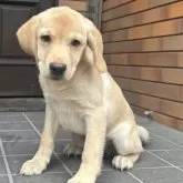 ラブラドールレトリバー【新潟県・男の子・2025年7月7日・イエロー】の写真3