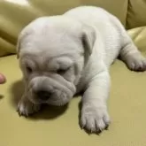 ミックス(シャーペイ×ミックス)【新潟県・男の子・2025年9月12日・ホワイト】の写真4