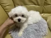 マルチーズ【新潟県・男の子・2025年8月10日・ホワイト】の写真7