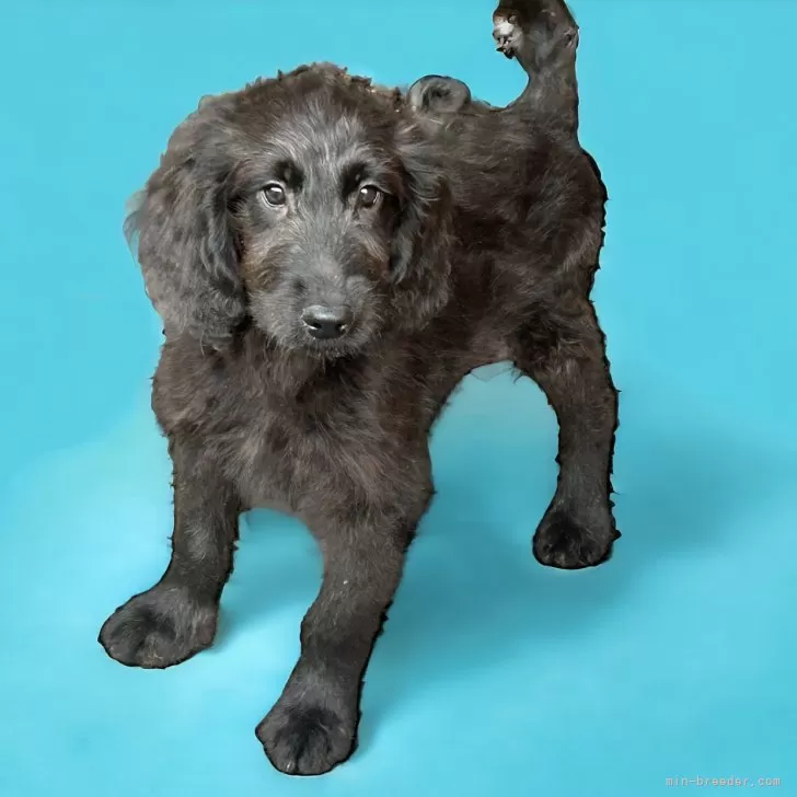 ID：2402-06932の子犬