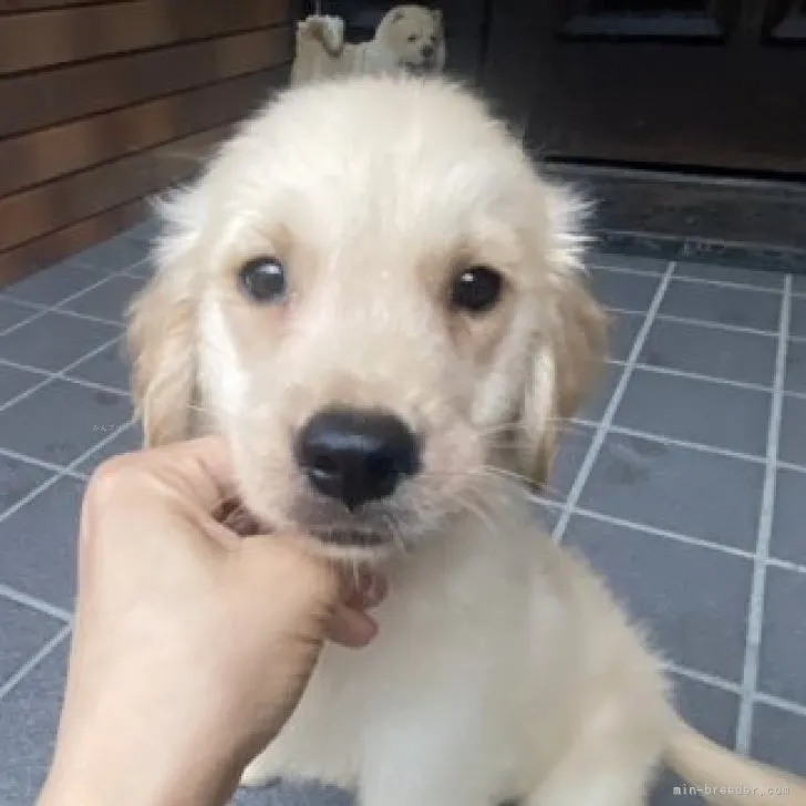 ID:2309-02715の子犬
