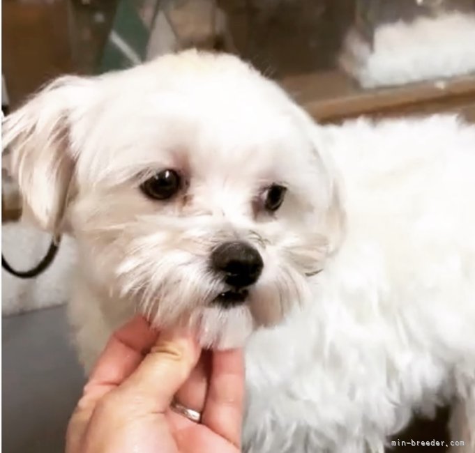 マルチーズ【・男の子・2021年4月20日・ホワイト】