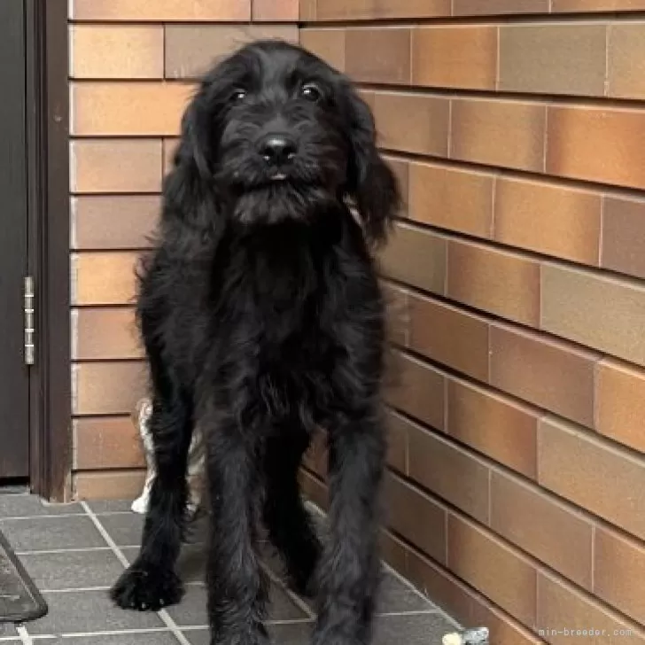 ID:2402-04859の子犬
