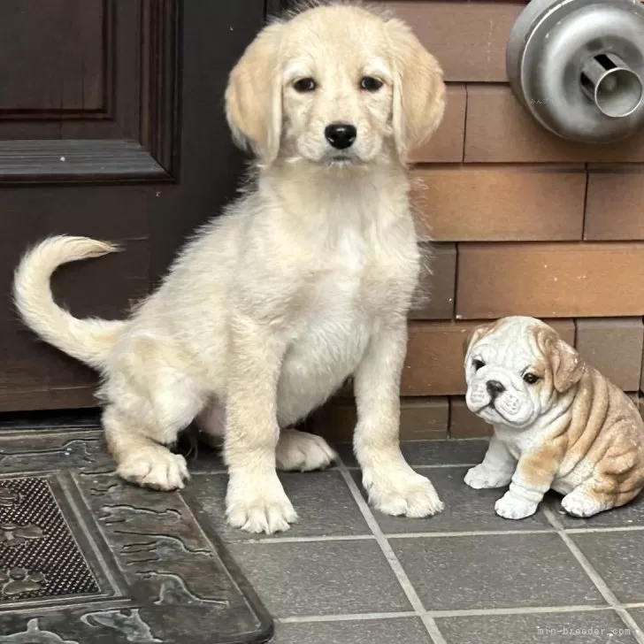 ID：2402-04856の子犬